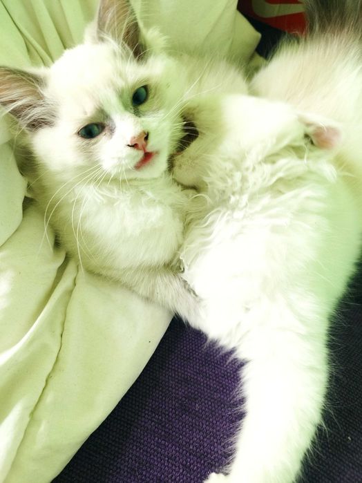 ragdoll na sprzedaż kocie