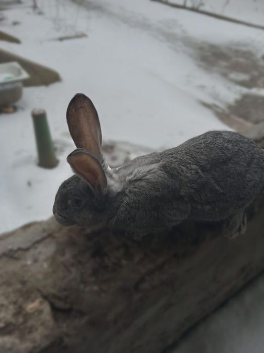 Продам кролей на развод самки и самцы