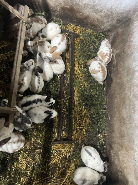 Кролики різних порід