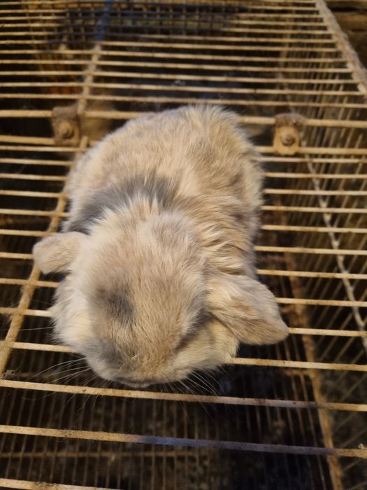 Kit coelhos mini lop e mini holandes no criador