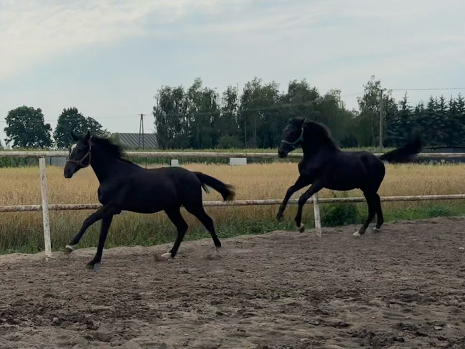 Ogierek Dragon po Parametrze