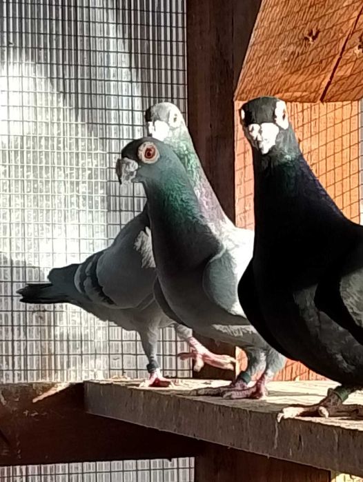 Brodawczaki podkarpackie