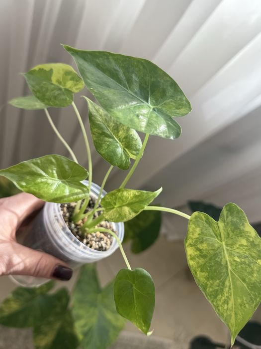 Дітки алоказій, різні сорти