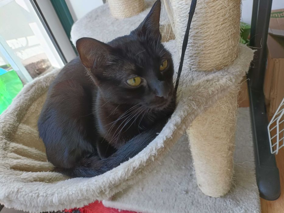 Gata preta de 7 meses para adopção