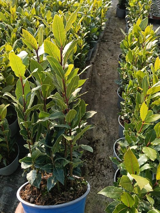 Liść laurowy ,wawrzyn , sadzonki