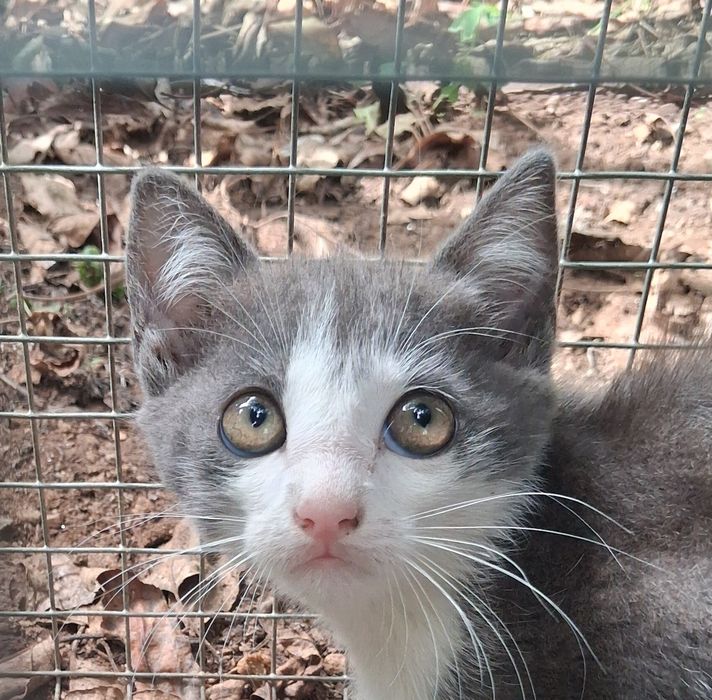 Gato manco lindissimo