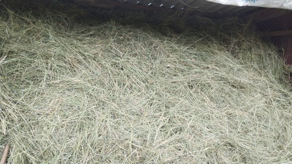 Продам сіно різнотрав'я.