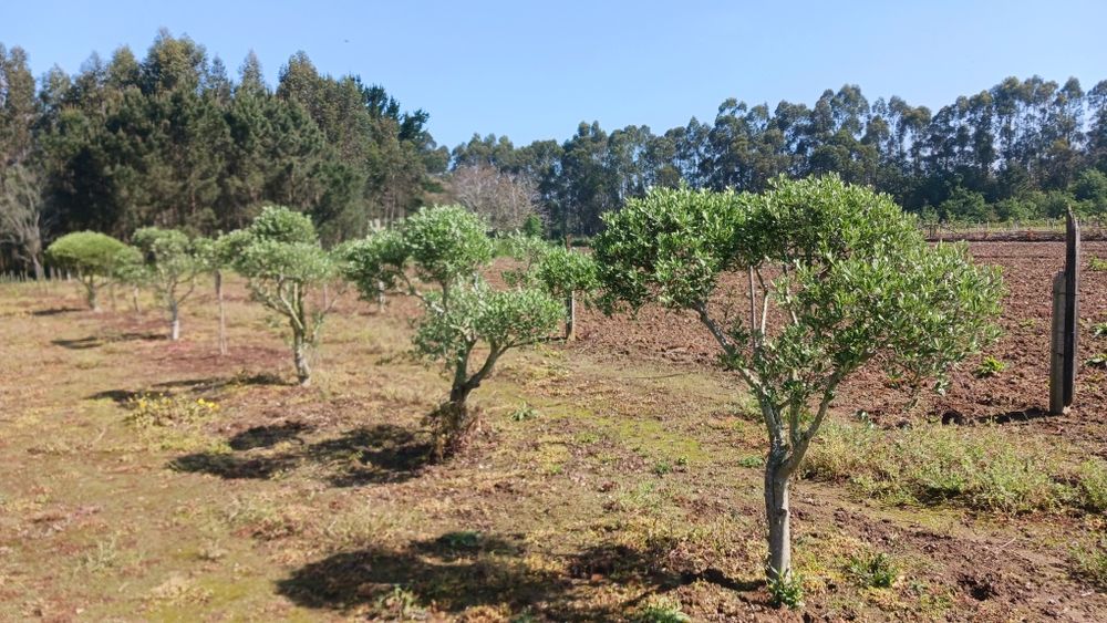 Oliveiras para jardim ou produção