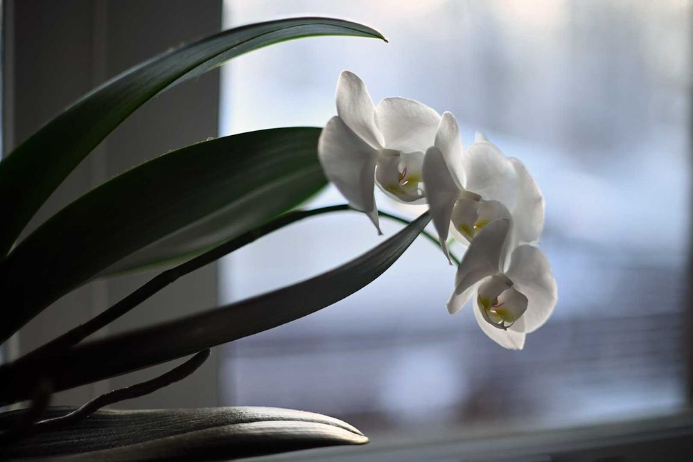 Мануальна світлосильна п’ятидесятка з байонетом FD Canon 50/1,4 FD SSC