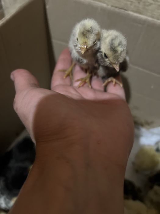 Курчата падуани ,амераукана