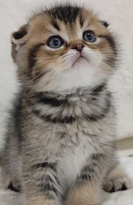 Fêmea Scottish Fold Golden Tabby (dourado tigrado) com alta qualidade de raça.