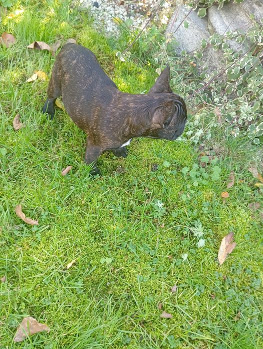 Buldog francuski czarny piesek