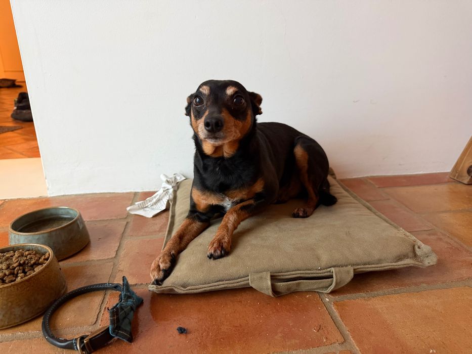 Pinscher Miniatura de 10 anos, incluindo cama e comida