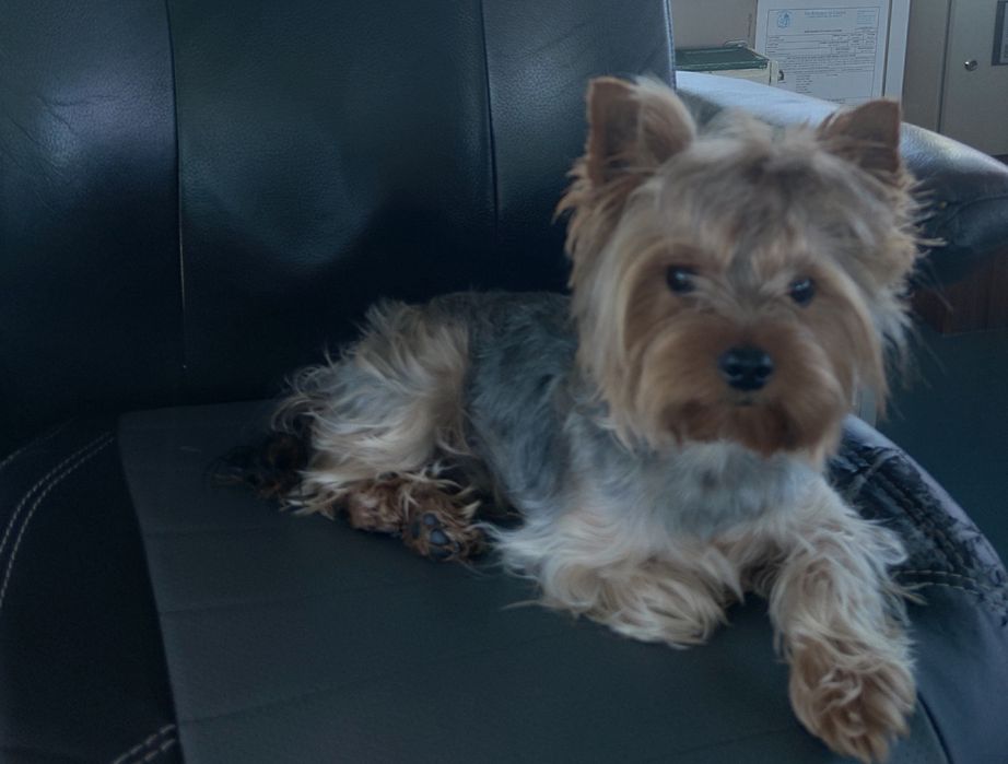 Йоркширский терьер вязка