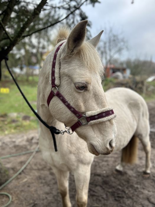 Sprzedam klacz kuca niemieckiego
