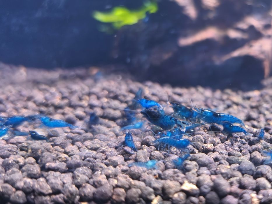 Neocaridina Blue Dream - camarão