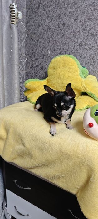 Девочка чихуахуа