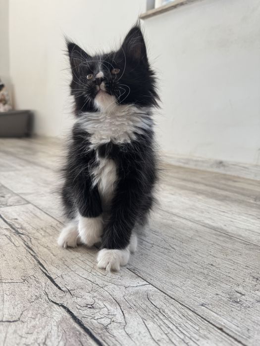 Maine coon kotka, kocur, kotki szukaja nowego domu