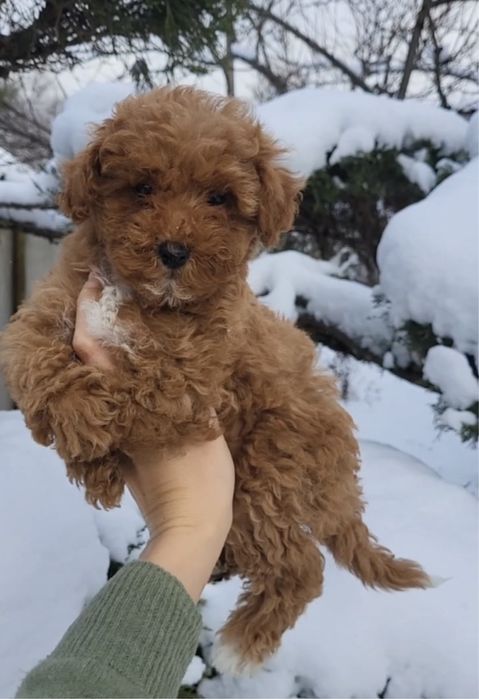 pudel toy dziewczyna