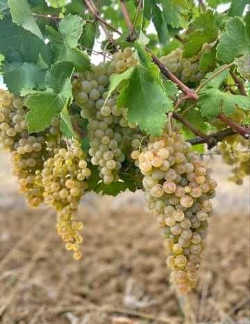 Vendo Uvas Biologicas