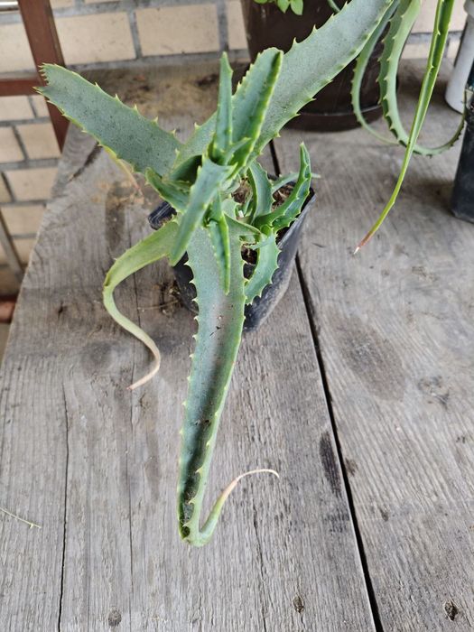 Алоє и лаврове дерево