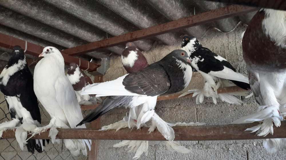 POMBOS FANTASIA *Várias Raças*