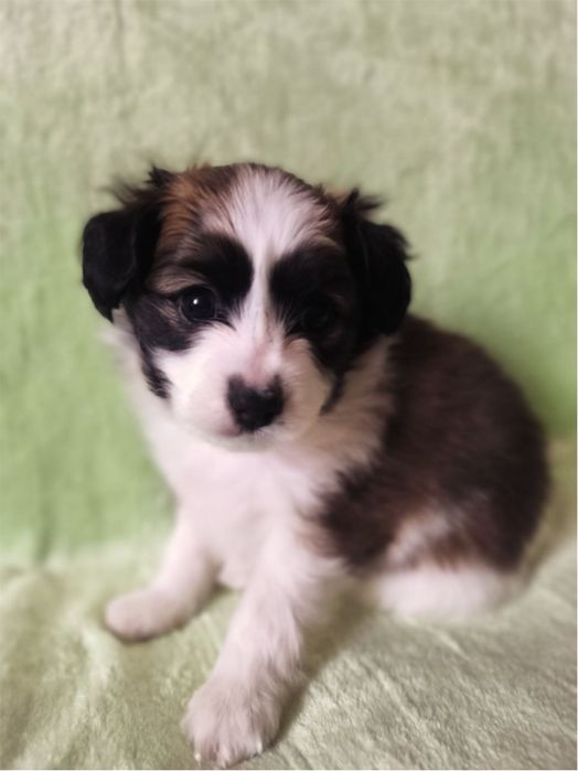 Цуценя хлопчик РАФАЕЛЛО континентальний той спаніель фален