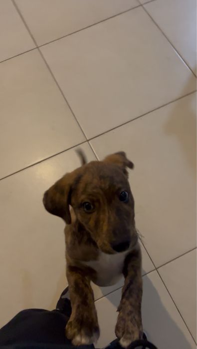 Cão Junior para Adoção