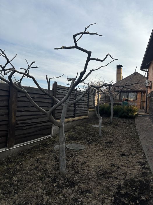 Обрізка плодових дерев,зрізання високих та аварійних дерев