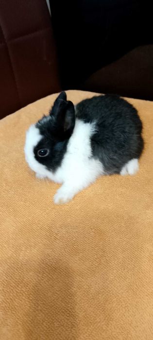 Króliczki miniaturki