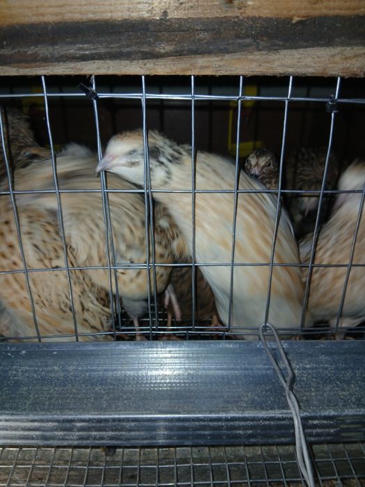 Продам перепілок