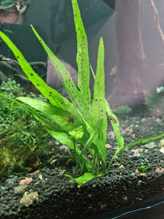 Samambaia de java (Java fern)