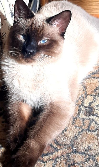 Кот и кошка даром