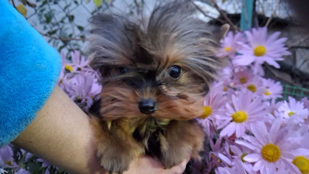 Йоркширский терьер щенки мини