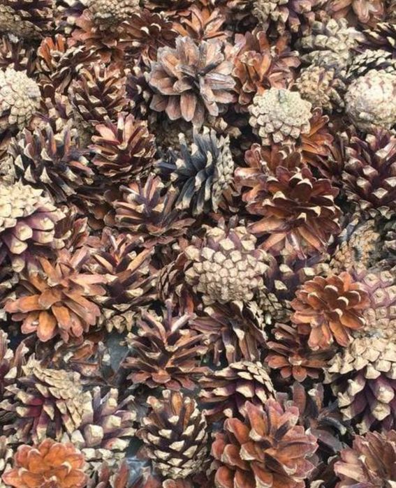 Шишка сосни , соснова шишка , шишка