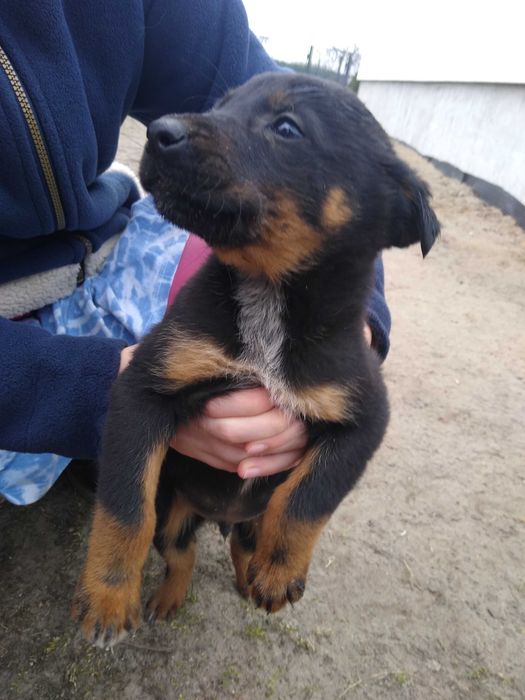 Oddam szczeniaki wyżeł niemiecki i owczarek niemiecki