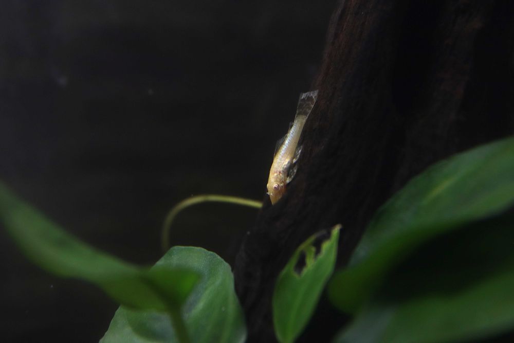 Ancistrus Gold Albino | Criação Própria | Juvenis Saudáveis