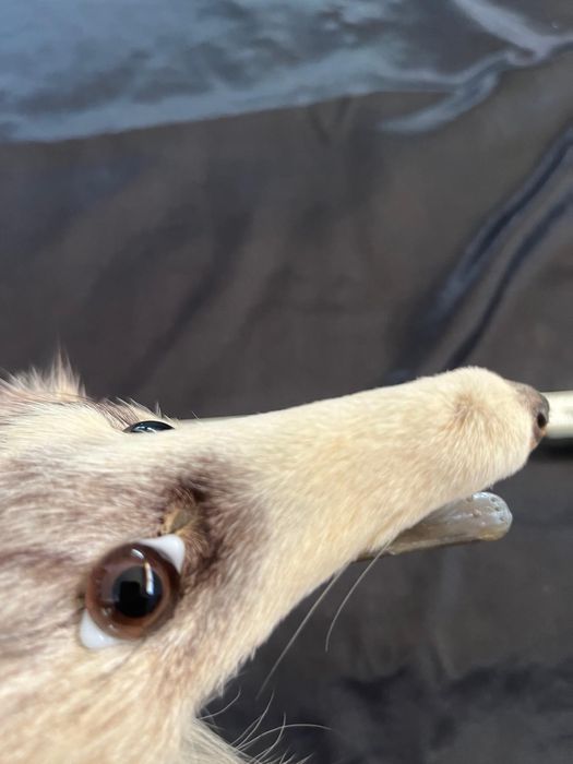 Cachecol estola de pêlo de raposa com cabeça
