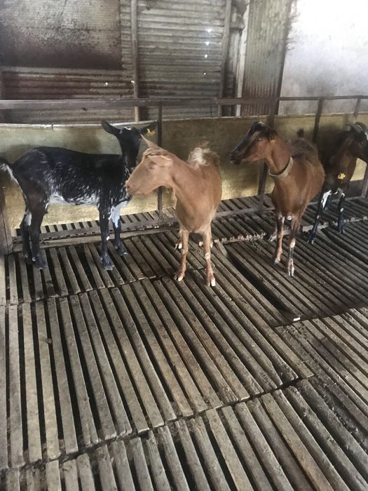 Vendo 4  cabras boas  b4