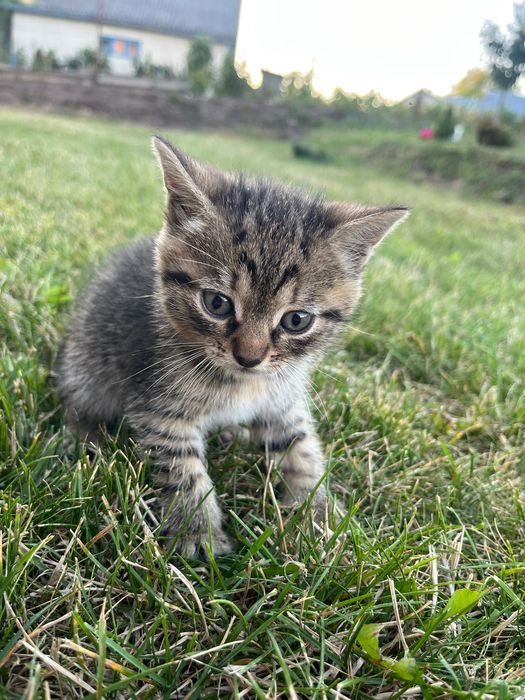 Віддам кошенят у добрі руки