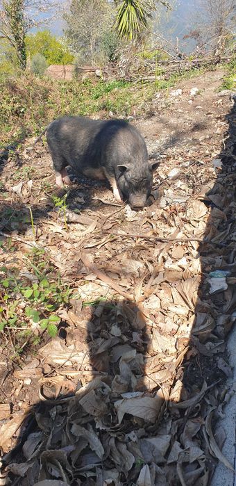 Vendo casal porco anão (pigs)