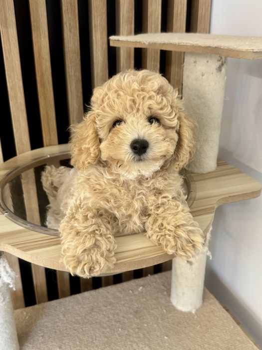Bichpoo Poochon suczka maltipoo pudel toy
