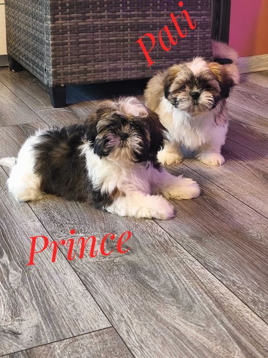 Shih Tzu - chłopczyk , cudny Prince