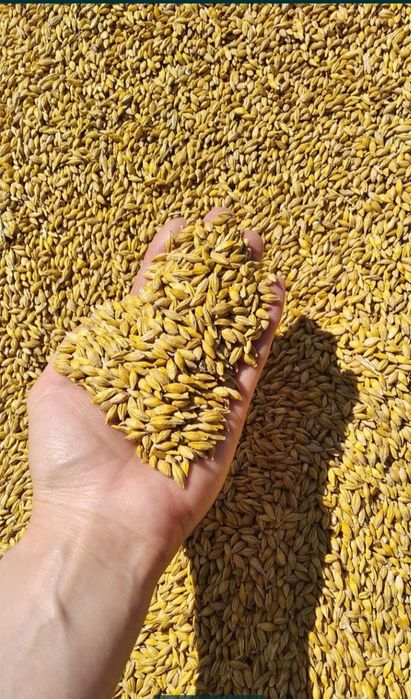 Продам ячмінь ярий