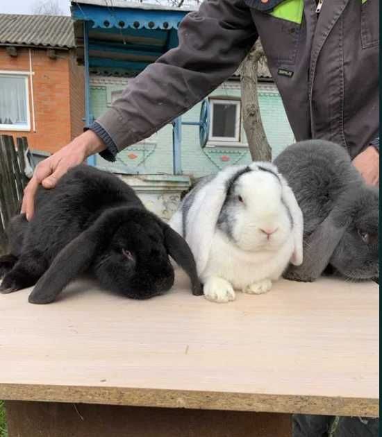 Продам кролів домашніх Французський баран