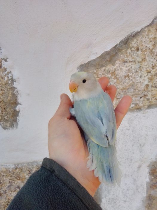 Agapórnis Domesticados
