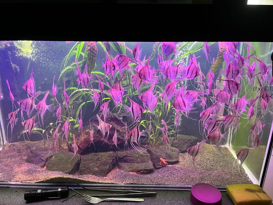 Skalary Manacapuru red back  F2