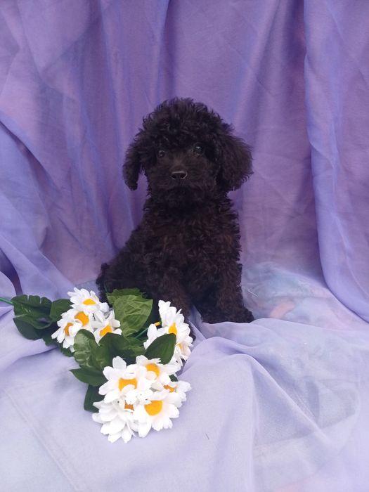 Маленька леді -той Пудел .