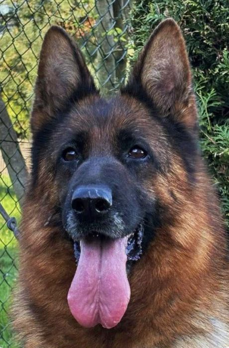 Owczarek niemiecki krótkowłosy ZKwP ( FCI)