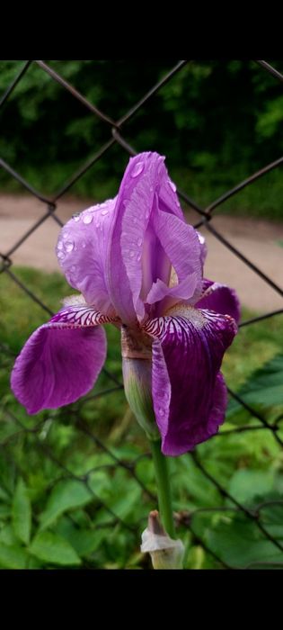 Іриси великорослі